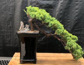 Juniper Bonsai Tree - Cascade Style <br><i>(juniper procumbens nana)</i>