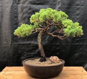 Juniper Bonsai Tree - Trained <br><i>(juniper procumbens nana)</i>