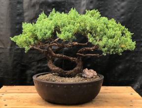 Juniper Bonsai Tree - Trained <br><i>(juniper procumbens nana)</i>