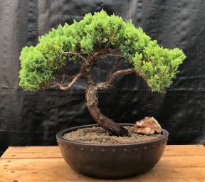 Juniper Bonsai Tree - Trained <br><i>(juniper procumbens nana)</i>