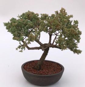 Juniper Bonsai Tree - Trained <br><i>(juniper procumbens nana)</i>