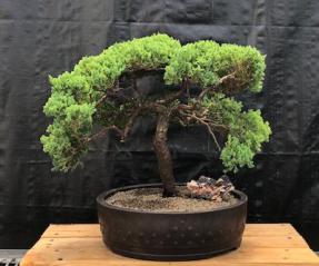 Juniper Bonsai Tree - Trained <br><i>(juniper procumbens nana)</i>