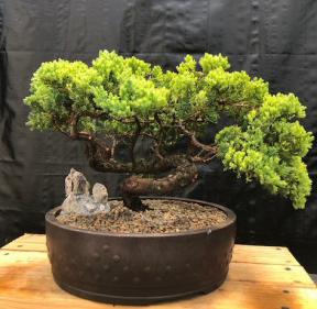 Juniper Bonsai Tree - Coiled Trunk<br><i>(juniper procumbens nana)</i>