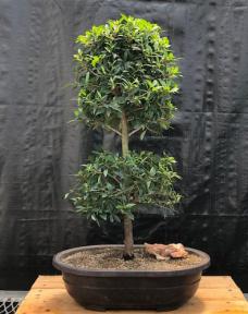 Flowering Brush Cherry Bonsai Tree<br><i>(eugenia myrtifolia)</i>