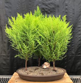 Lemon Cypress Bonsai Tree<br>Three Tree Forest Group<br><i>(cupressus macrocarpa)</i>