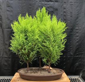 Lemon Cypress Bonsai Tree<br>Three Tree Forest Group<br><i>(cupressus macrocarpa)</i>