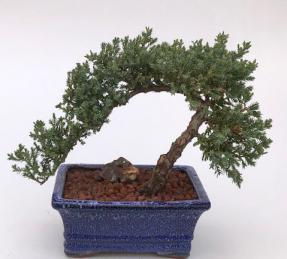 Juniper Bonsai Tree - Trained <br><i>(juniper procumbens nana)</i>