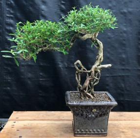 Chinese Flowering White Serissa <br>Bonsai Tree of a Thousand Stars <br>Raised Roots & Semi Cascade Style<br>(serissa japonica)</i>