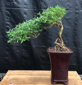 Chinese Flowering White Serissa <br>Bonsai Tree of a Thousand Stars <br>Raised Roots & Semi Cascade Style<br>(serissa japonica)</i>
