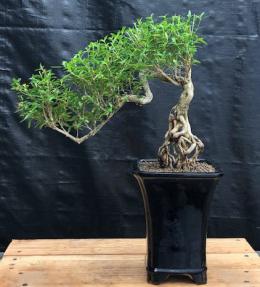 Chinese Flowering White Serissa <br>Bonsai Tree of a Thousand Stars <br>Raised Roots & Semi Cascade Style<br>(serissa japonica)</i>