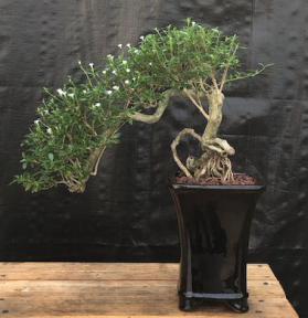 Chinese Flowering White Serissa <br>Bonsai Tree of a Thousand Stars <br>Raised Roots & Semi Cascade Style<br>(serissa japonica)</i>