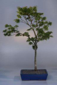 Japanese Maple Bonsai Tree<br><i>(acer palmatum 'kamagata')</i>