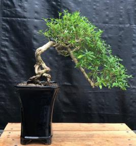 Chinese Flowering White Serissa <br>Bonsai Tree of a Thousand Stars <br>Raised Roots & Semi Cascade Style<br>(serissa japonica)</i>