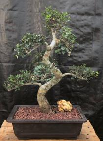 Chinese Elm Bonsai Tree <br>Curved Trunk & Tiered Branching Style<br><i>(ulmus parvifolia)</i>