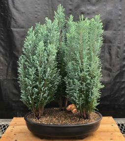 European Cypress Evergreen Bonsai Tree<br>Three Tree Forest Group <br><i>(chamaecypari Iawsoniana 'ellwoodii')</i>