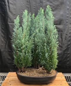 European Cypress Evergreen Bonsai Tree<br>Three Tree Forest Group <br><i>(chamaecypari Iawsoniana 'ellwoodii')</i>