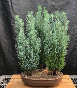 European Cypress Evergreen Bonsai Tree<br>Three Tree Forest Group <br><i>(chamaecypari Iawsoniana 'ellwoodii')</i>