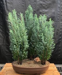 European Cypress Evergreen Bonsai Tree<br>Three Tree Forest Group <br><i>(chamaecypari Iawsoniana 'ellwoodii')</i>