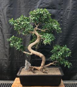 Flowering Fukien Tea Bonsai Tree<br>Curved Trunk & Tiered Branching<br><i>(ehretia microphylla)</i>