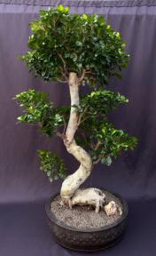 Fruiting Green Emerald Ficus Bonsai Tree<br>Curved Trunk & Tiered Branching<br><i>(ficus microcarpa)</i>