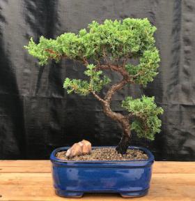 Juniper Bonsai Tree - Trained <br><i>(juniper procumbens nana)</i>