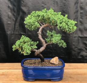 Juniper Bonsai Tree - Trained <br><i>(juniper procumbens nana)</i>