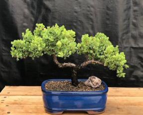 Juniper Bonsai Tree - Trained <br><i>(juniper procumbens nana)</i>