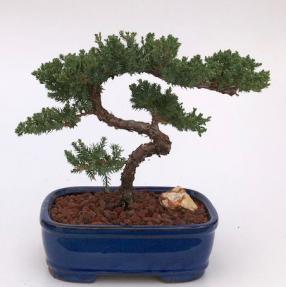 Juniper Bonsai Tree - Trained <br><i>(juniper procumbens nana)</i>