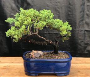 Juniper Bonsai Tree - Trained <br><i>(juniper procumbens nana)</i>