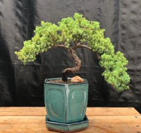 Juniper Bonsai Tree - Trained <br><i>(juniper procumbens nana)</i>