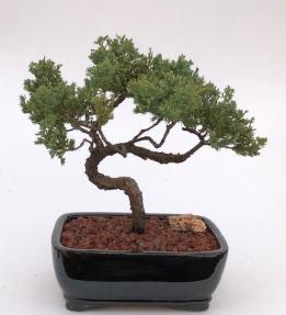 Juniper Bonsai Tree - Trained <br><i>(juniper procumbens nana)</i>