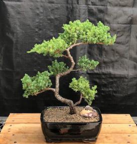 Juniper Bonsai Tree - Trained <br><i>(juniper procumbens nana)</i>