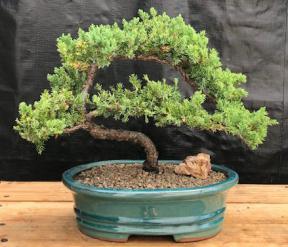 Juniper Bonsai Tree - Trained <br><i>(juniper procumbens nana)</i>