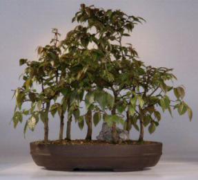 Rock Hornbeam Bonsai Tree<br><i>(carpinus turczaninovii)</i>