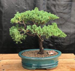 Juniper Bonsai Tree - Trained <br><i>(juniper procumbens nana)</i>