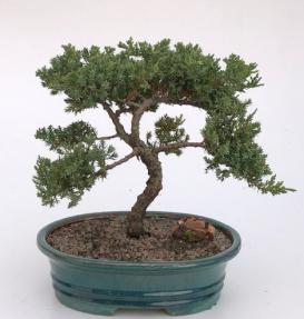 Juniper Bonsai Tree - Trained <br><i>(juniper procumbens nana)</i>