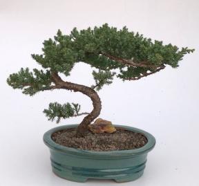 Juniper Bonsai Tree - Trained <br><i>(juniper procumbens nana)</i>