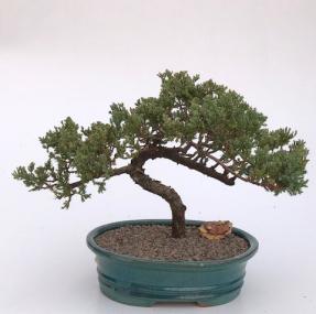 Juniper Bonsai Tree - Trained <br><i>(juniper procumbens nana)</i>