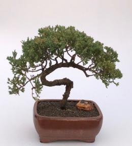 Juniper Bonsai Tree - Trained <br><i>(juniper procumbens nana)</i>