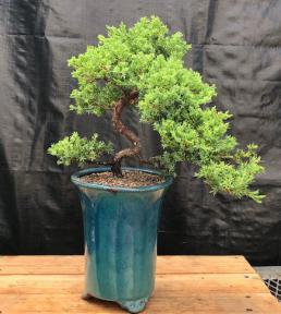 Juniper Bonsai Tree - Trained <br><i>(juniper procumbens nana)</i>