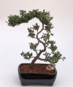 Juniper Bonsai Tree - Trained <br><i>(juniper procumbens nana)</i>