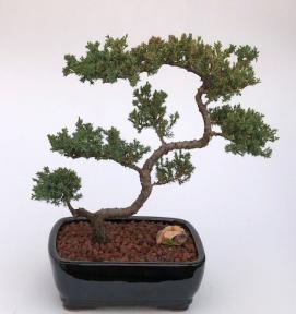 Juniper Bonsai Tree - Trained <br><i>(juniper procumbens nana)</i>