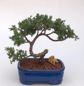 Juniper Bonsai Tree - Trained <br><i>(juniper procumbens nana)</i>