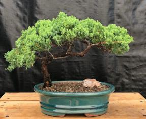 Juniper Bonsai Tree - Trained <br><i>(juniper procumbens nana)</i>