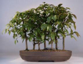 Rock Hornbeam Bonsai Tree<br><i>(carpinus turczaninovii)</i>