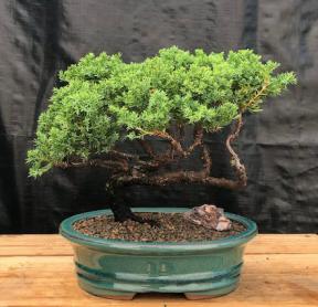 Juniper Bonsai Tree - Trained <br><i>(juniper procumbens nana)</i>