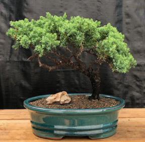 Juniper Bonsai Tree - Trained <br><i>(juniper procumbens nana)</i>