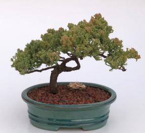 Juniper Bonsai Tree - Trained <br><i>(juniper procumbens nana)</i>