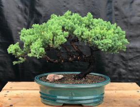 Juniper Bonsai Tree - Trained <br><i>(juniper procumbens nana)</i>