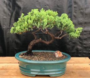 Juniper Bonsai Tree - Trained <br><i>(juniper procumbens nana)</i>